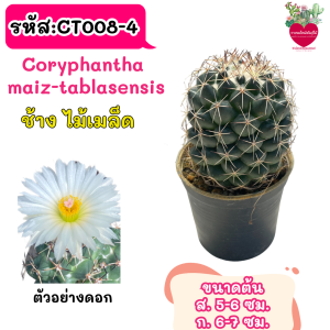 Coryphanthael คละชนิด