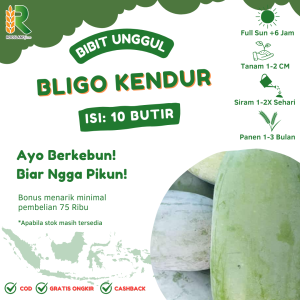 BENIH BLIGO KUNDUR JUMBO (10 BUTIR)