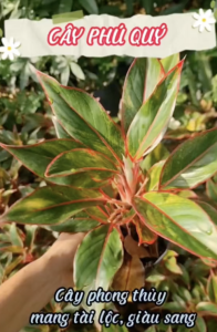 CÂY PHÚ QUÝ ĐỎ(cao 25cm) cây phong thủy hút tài lộc để bàn mini GIÁ RẺ lọc không khí Cây Tươi Nguyên CTN0850a