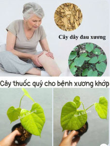 Chậu cây dây đau xương – cây thuốc quý cho bệnh xương khớp -Vườn Minh Khương