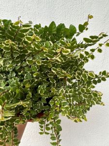 Ficus Pumila Variegated. Creeping Fig. 爬壁虎. 斑叶薜荔. Hanging Indoor Plant.