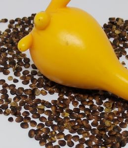 20pcs GOAT MILK EGGPLANT SEEDS (Solanum mammosum)  / BENIH BUAH TUMBUHAN KUNING BENTUK UNIK 20 biji