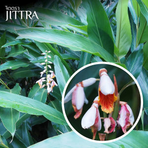 จิตตรา ต้นข่าคม ขิงไข่มุก ส่งเป็นหน่อ 3 ก้าน ห่อตุ้มตัดใบสูง 30-40 ซม. ไม้มงคลหายาก ปลูกง่าย ดอกสวย พร้อมส่ง ต้นพันธุ์ ไม้ดอก ไม้ประดับ