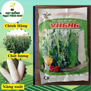 Hạt giống bắp nếp lai f1 hv686 (500gr) giống cây trồng việt hòa