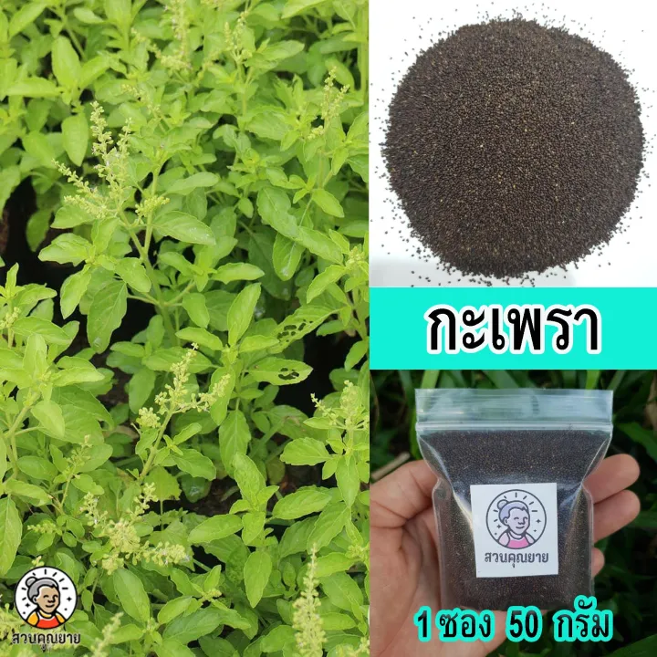 เมล็ดพันธุ์กะเพราเขียว ใบหอม โตไว