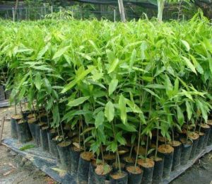 Bibit Tanaman Gaharu Murah: Tanaman Gaharu Berkualitas