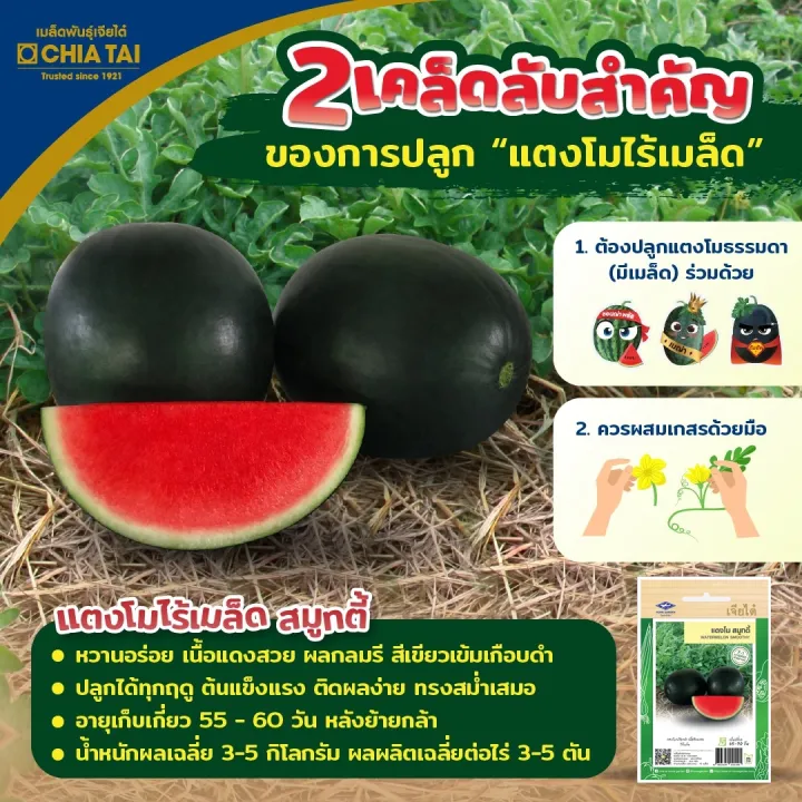 10 อันดับเมล็ดพันธุ์แตงโมไร้เมล็ด ยี่ห้อไหนดี? ปลูกง่าย หวานฉ่ำ อัปเดตปี 2025