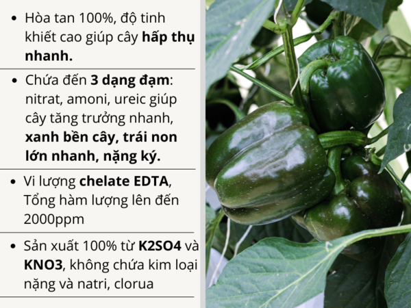 Ph%C3%A2n%20b%C3%B3n%20t%C6%B0%E1%BB%9Bi%20nh%E1%BB%8F%20gi%E1%BB%8Dt%20NPK%2020-20-20%20+TE%20t%C3%BAi%205kg%20-%20Image%204