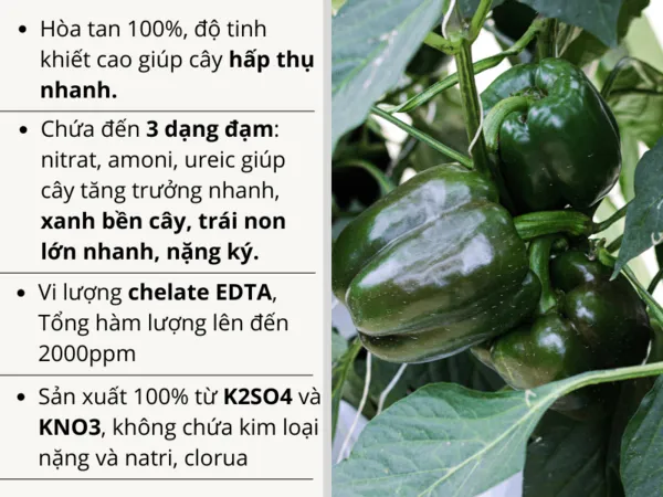 Ph%C3%A2n%20b%C3%B3n%20t%C6%B0%E1%BB%9Bi%20nh%E1%BB%8F%20gi%E1%BB%8Dt%20NPK%2020-20-20%20+TE%20t%C3%BAi%205kg%20-%20Image%204