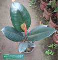 Rubber Tree " Ficus Elastica Burgundy " With FREE Plastic Pot and Garden Soil  (  Real and Lowest Price ) AGs Infinity Shop Limited Stock Only. 