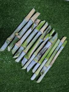 หญ้าเนเปียร์จักรพรรดิ์หญ้นรกจักรพรรดิ์ 10 ท่อน แถม 2 ท่อน ต้นใหญ่ ข้อสวย ใบงาม โปรตีนสูงใช้เลี้ยงสัตว์โตไว ทนแล้งได้ดี