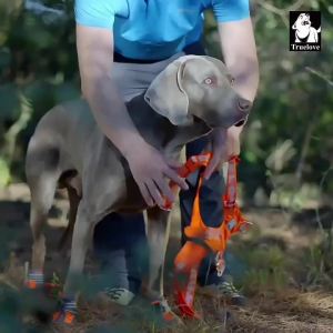 FCTRUELOVE Waterproof Dog Harness Lightweight Durable NylonDog Vest Harness Reflective Adjustable for Small Medium Large Dogs