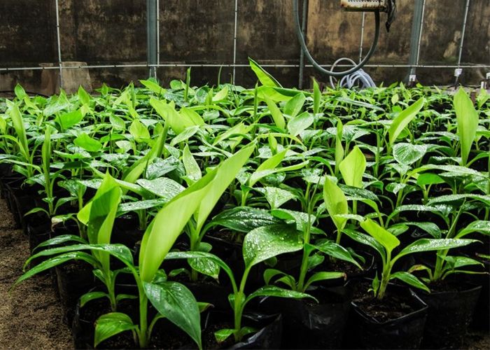 C%C3%A2y%20chu%E1%BB%91i%20c%E1%BA%A3nh%20si%C3%AAu%20l%C3%B9n%20mini,%20c%C3%A2y%20%C4%91%E1%BA%B9p,%20gi%E1%BB%91ng%20chu%E1%BA%A9n%20-%20Image%203