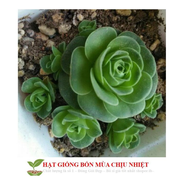 MJ261%20H%E1%BA%A1t%20gi%E1%BB%91ng%20sen%20%C4%91%C3%A1%20hoa%20h%E1%BB%93ng%20xanh%2020%20h%E1%BA%A1t%20-%20Image%207