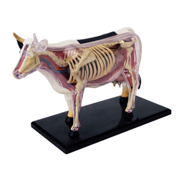 4D Horse Anatomy Model - Animal Skeleton Specimen