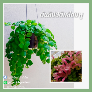 ต้นลิปสติก แดง ส้ม ชมพู ( สีแดงส่งต้นติดดอก )ไม้แขวนประดับ ต้นไม้ดอก ออกดอกทั้งปี ต้นไม้แขวน ดอกไม้