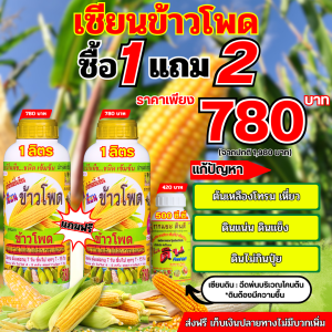 1แถม2 เซียนข้าวโพด ฮอร์โมนพืช ฉีดพ่นทางใบ สำหรับข้าวโพด ฝักใหญ่ แกนเล็ก เมล็ดเต็ม นํ้าหนักดี ได้เกรดคุณภาพสูง