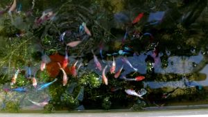 Betta Ikan Laga Random Pick