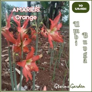 10 Bibit Umbi Bunga Amarilis Orange