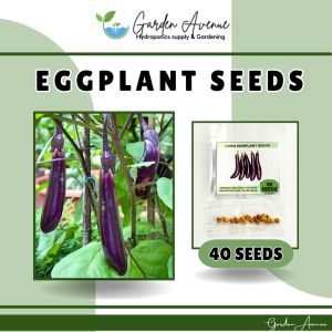 LONG EGGPLANT SEEDS (40pcs seeds) HYBRID/EASY TO GROW/HIGH YIELD