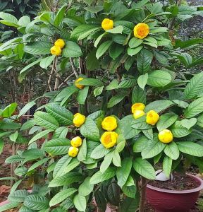 CHẬU CÂY TRÀ HOA VÀNG SIÊU ĐẸP CHỈ CÓ ƯNG cây gửi đi như video