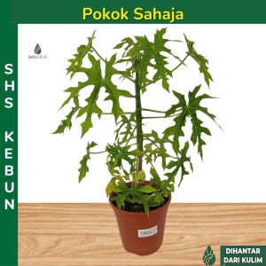 Pokok Ajinomoto Pokok Chaya Anak Pokok Ajinomoto Chaya Plant SHS Kebun