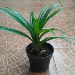 DAUN PANDAN WANGI / DAUN MASAKAN
