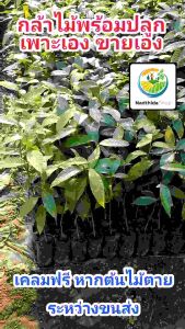 Nadtida ต้นกฤษณา 25ซม. กฤษณา เป็นไม้หอม ไม้ เศรษฐกิจ ต้นไม้ตาย ระหว่างขนส่ง 25ซม. เคลมฟรี