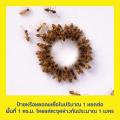 Quantum เจลกำจัดมด ควอนตั้ม 12 กรัม  ( เหยื่อกำจัดมด เจลกำจัดมด กำจัดมด ยาฆ่ามด ผลิตภัณฑ์กำจัดมด กำจัดแมลง เจลฆ่ามด ). 