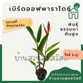 ต้นเบิร์ดออฟพาราไดซ์ หรือ ต้นปักษาสวรรค์ (ต้นสูง). 