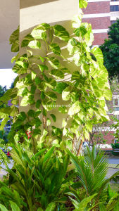 พลูด่าง พลูยักษ์ ต้นพลูด่าง ไม้ด่าง ใบฉีก ต้นไม้ บ้าน ฟอกอากาศ