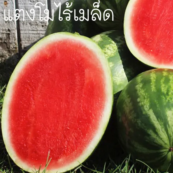 เมล็ดแตงโมไร้เมล็ด ราคาประหยัด ปลูกง่าย ลูกดก หวานฉ่ำ