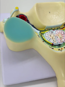Spine Model of Enlarged 5th Cervical Vertebra Teaching Aid Fifth Cervical Spine Model with Medulla Spinalis for Study