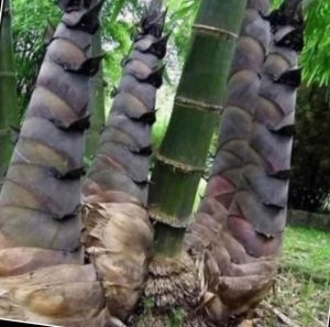 Cây Giống Tre khổng lồ Sơn La - măng ngọt năng xuất cao