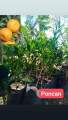 Fruit bearing tree Dwarf Varieties Grafted. 