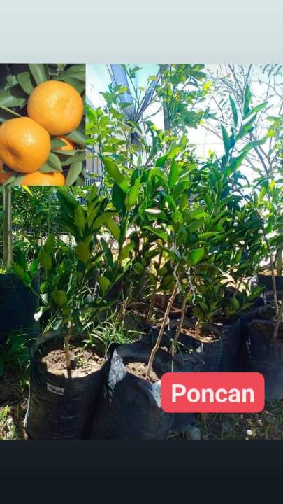 Fruit bearing tree Dwarf Varieties Grafted