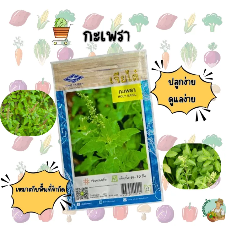 เมล็ดพันธุ์กะเพรา เจียไต๋ CT/OP-025