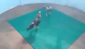 เชื้อไก่ชนมาก พม่าม้าล่อ พม่าเเข้งหน้า เจ้าขุนแผน รับประกันเชื้อ ร้านคุณสมบัติ