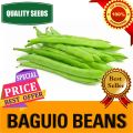 BAGUIO BEANS/ SEEDS/VEGETABLE SEEDS. 