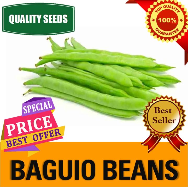 BAGUIO BEANS/ SEEDS/VEGETABLE SEEDS