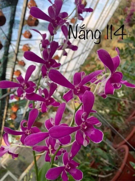 HOA%20LAN%20N%E1%BA%AENG%20114%20-%20Image%202