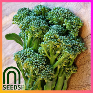 SeedsPLAZA™ - Chinese Broccoli F1 Hybrid Seeds for Planting Vegetable Plants (50 Seed) + Instructions for Gai lan Kale