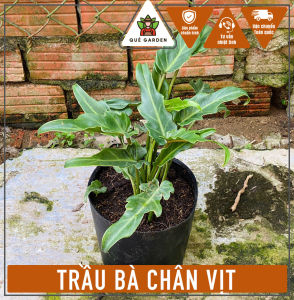Cây Trầu Bà Chân Vịt (Size nhỏ) - Kích thước tổng thể tầm 20-30 cm - Kiểng lá sang trọng!