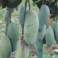 Cây xoài thái, cây giống xoài thái lan ghép, siêu quả. 