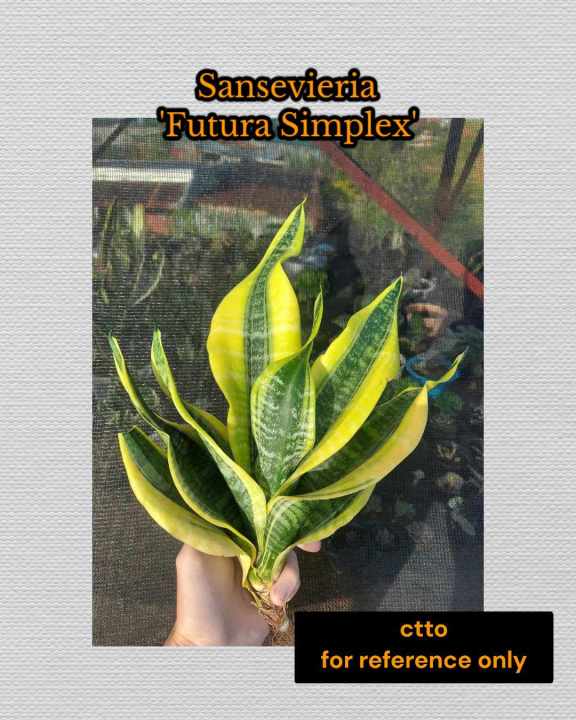strelitzia nicolai large Strelitzia nicolai, wild banana, giant White bird of paradise 24 Box