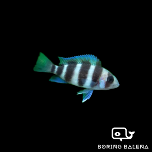 BRBN Frontosa Cichlid - Cichlid Fish - Ikan Cichlid  - Aquarium Freshwater Fish / Ikan Air Tawar
