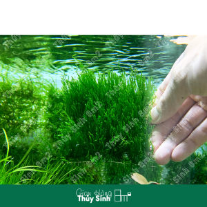 Rêu MiniTaiwan Mini Spinky Rêu Xmas Wepping Sing Thủy Sinh - Rêu Gắn Lũa Bonsai Trang Trí Hồ Tép - 8m2