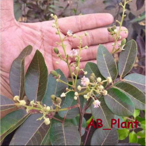 Bibit Kelengkeng Merah Unggul Kondisi Berbuah