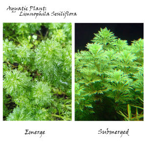 Limnophila Sesiliflora 小宝塔-Emerge水上叶/Aquatic plant/Tumbuhan Akuatik
