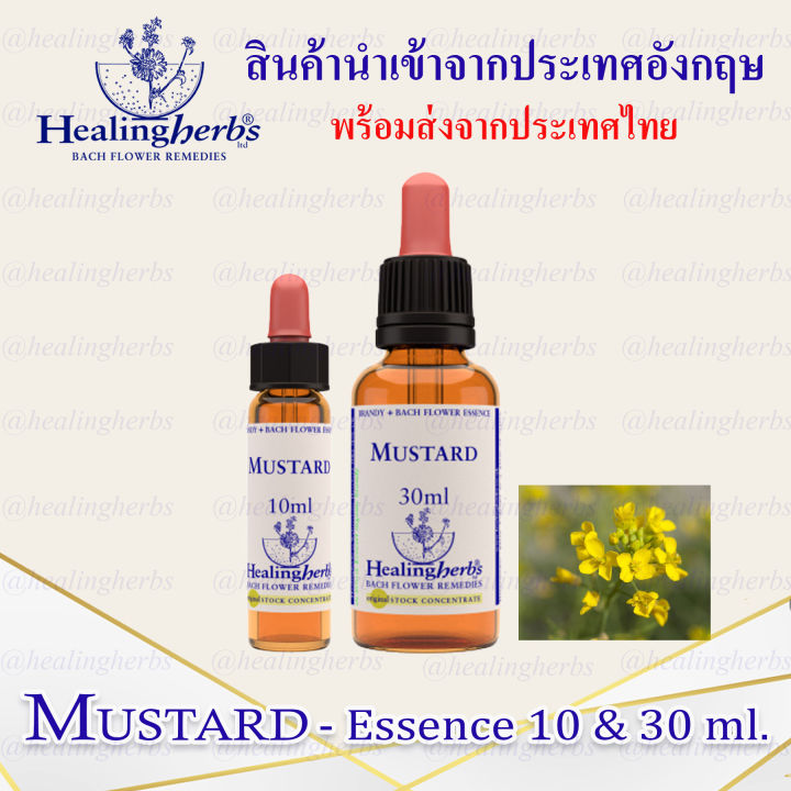 (Mustard) Bach Flower Essence (droppler) ขนาด 10 ml. หรือ 30 ml. ของแท้